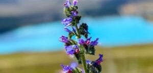 Close-up of purple wildflower with blurred blue water backdrop.