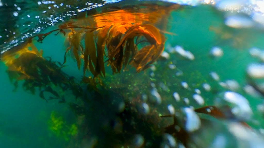Underwater view of kelp forest with bubbles