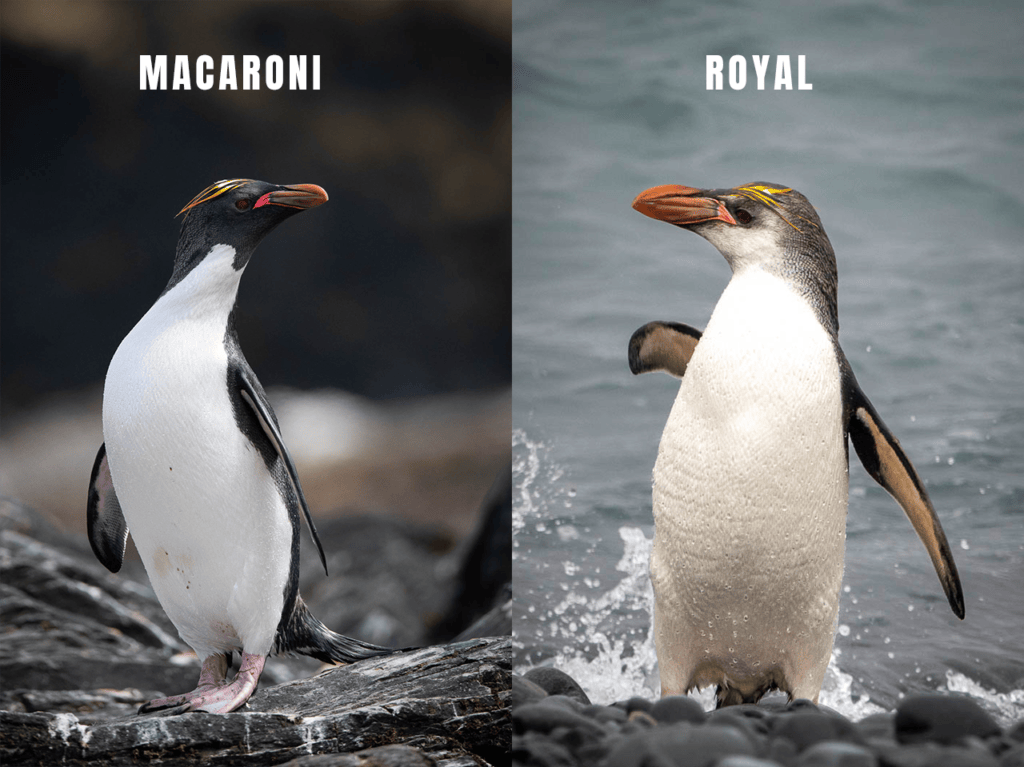 Macaroni and royal penguins standing on rocks