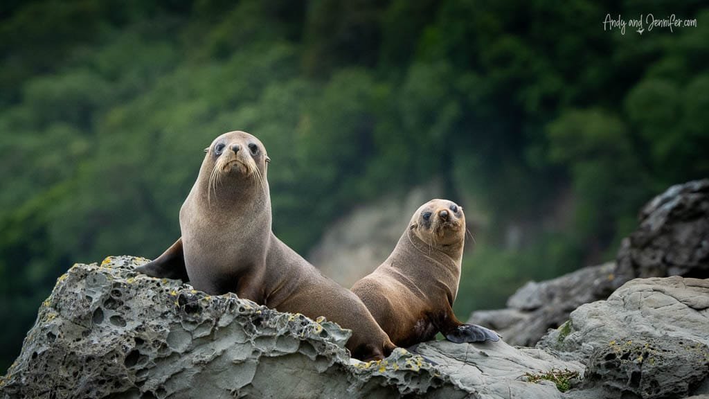 Two New Zealand fur seals resting on coastal rocks