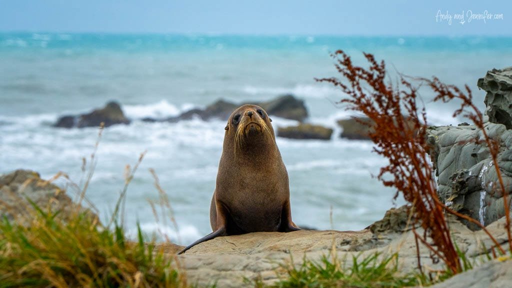Fur seal sitting on rocky shore near ocean waves