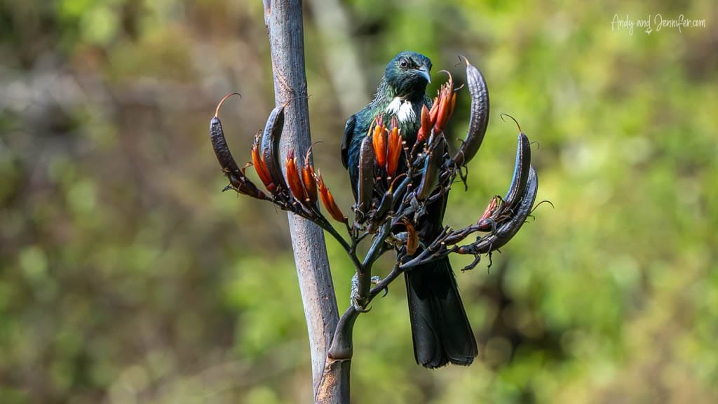 Tui bird perched on flowering flax plant