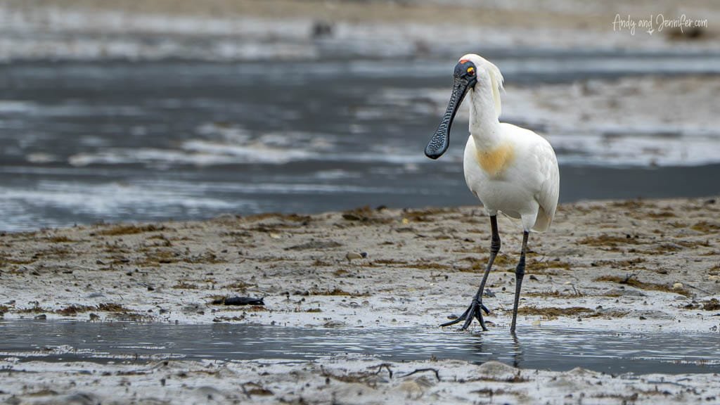 Royal spoonbill wading in tidal mudflat