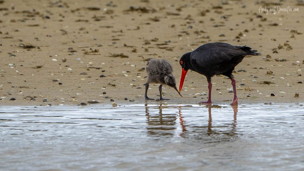 Oystercatcher feeding chick on sandy shore