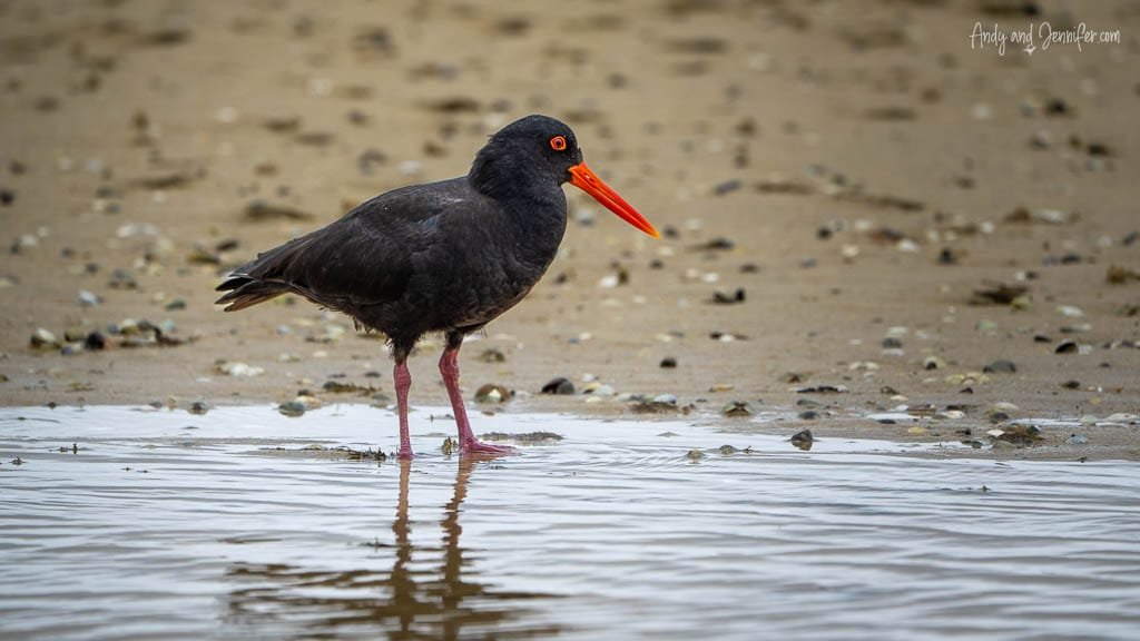 Variable oystercatcher standing at water’s edge