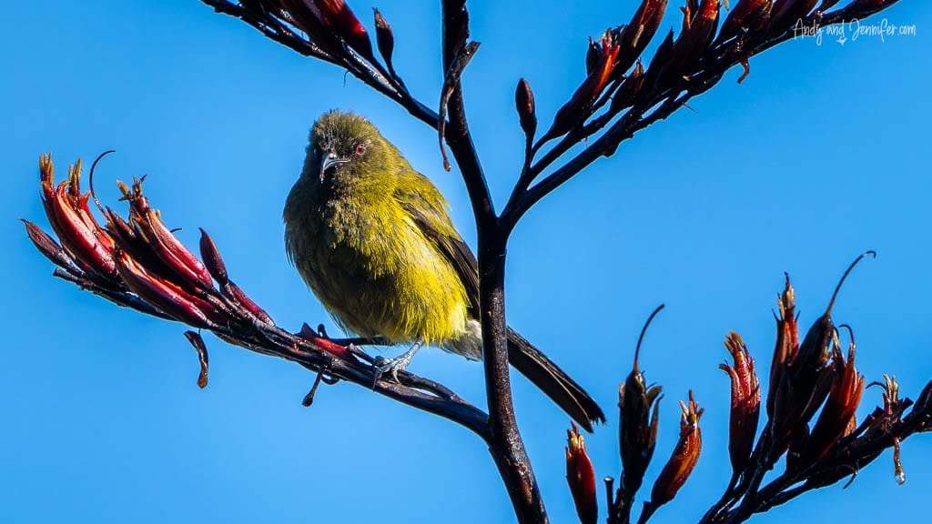 Bellbird on flax branch with clear blue sky