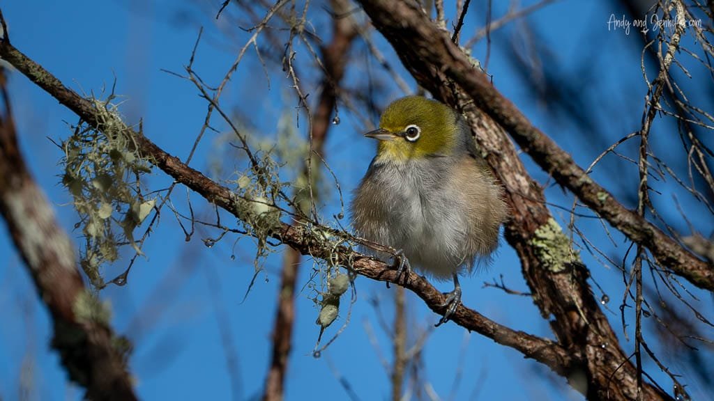 Silvereye bird resting on lichen-covered branch