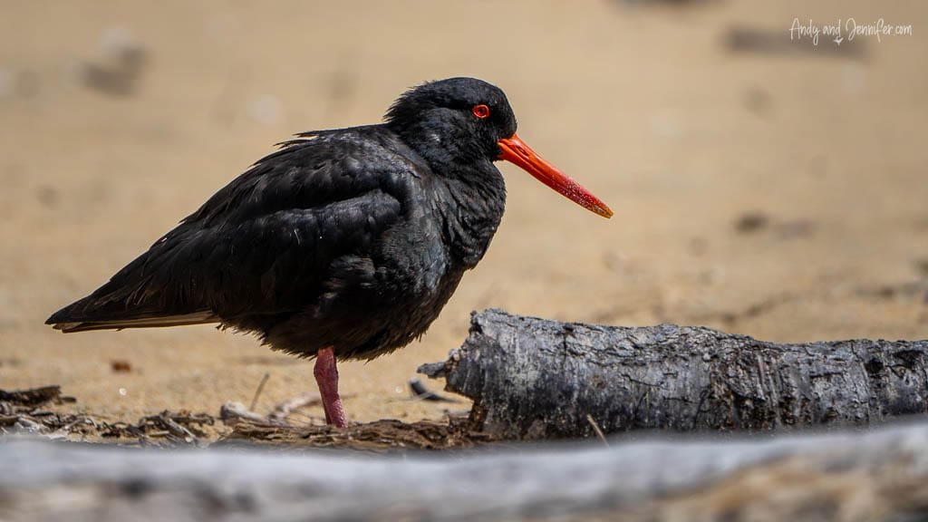 Oystercatcher on sandy beach near driftwood