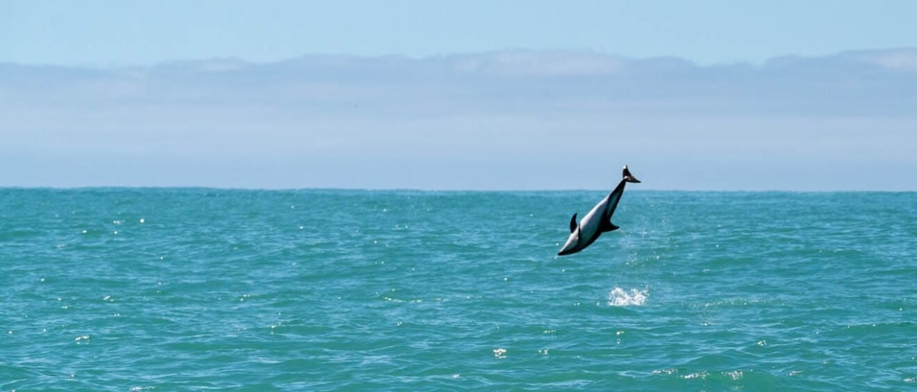 Dolphin leaping above turquoise ocean under a clear sky.