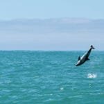 Dolphin leaping above turquoise ocean under a clear sky.