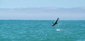 Dolphin leaping above turquoise ocean under a clear sky.