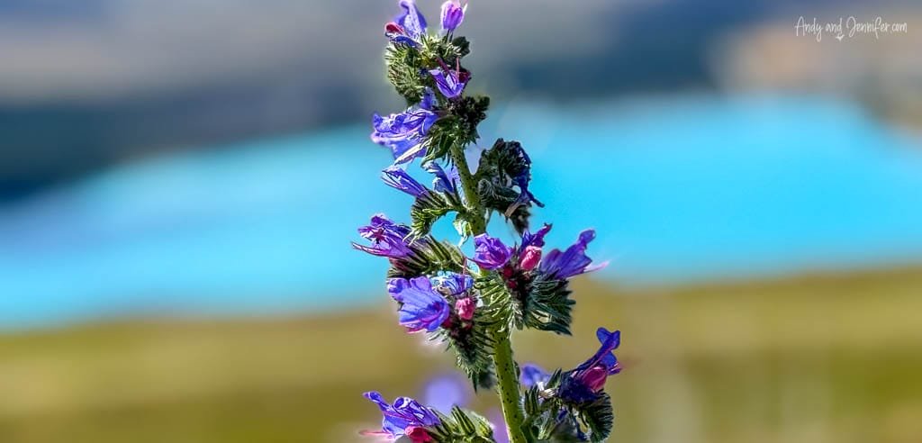 Close-up of purple wildflower with turquoise lake backdrop