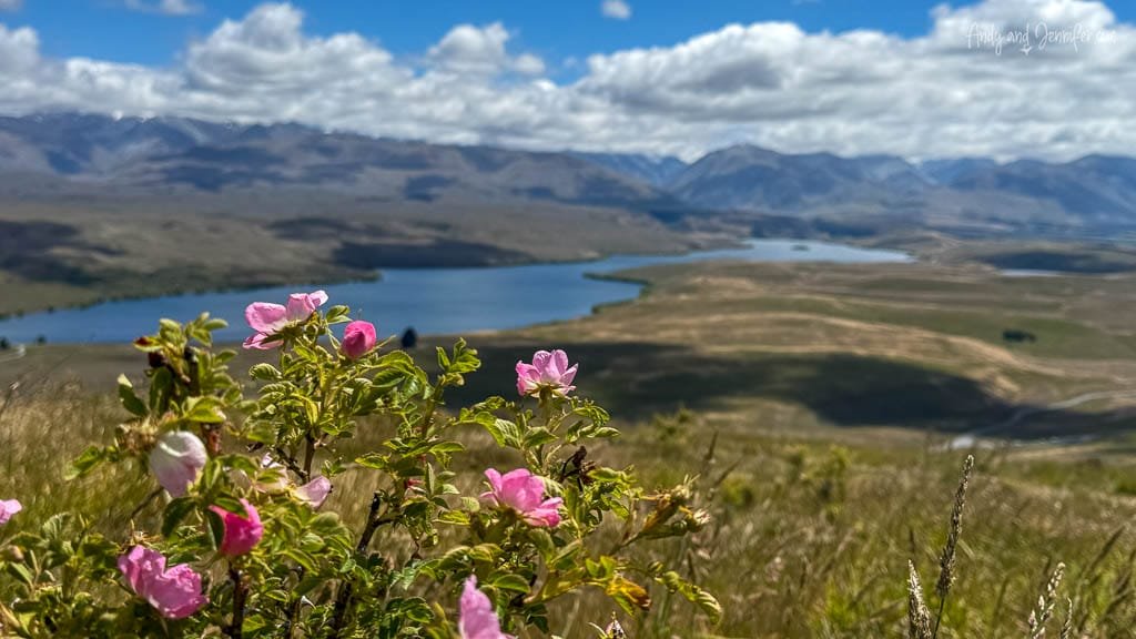 Pink wildflowers in bloom with lake and mountains in view