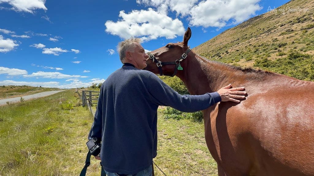 Man petting and kissing brown horse roadside in pasture