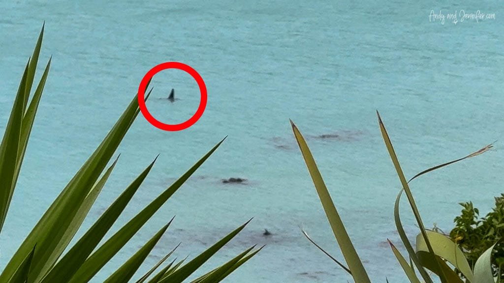 Orca dorsal fin visible in turquoise coastal water