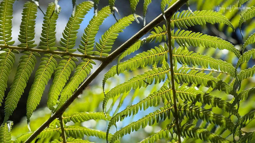 Sunlit green fern leaves in native forest