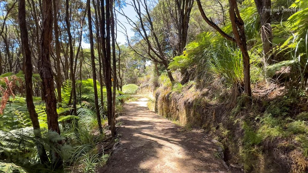 Scenic forest trail lined with ferns and trees