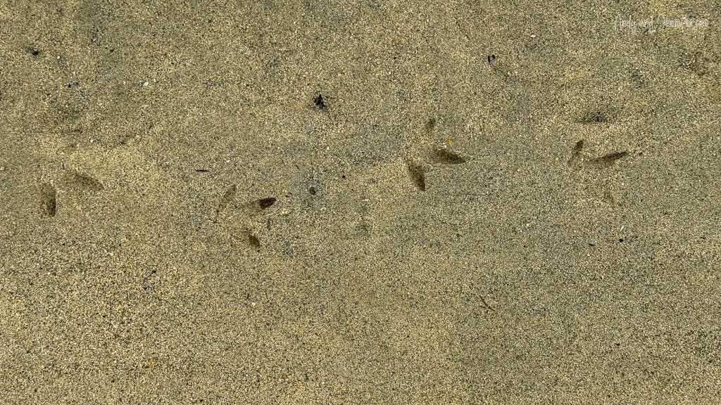Bird footprints in wet coastal sand