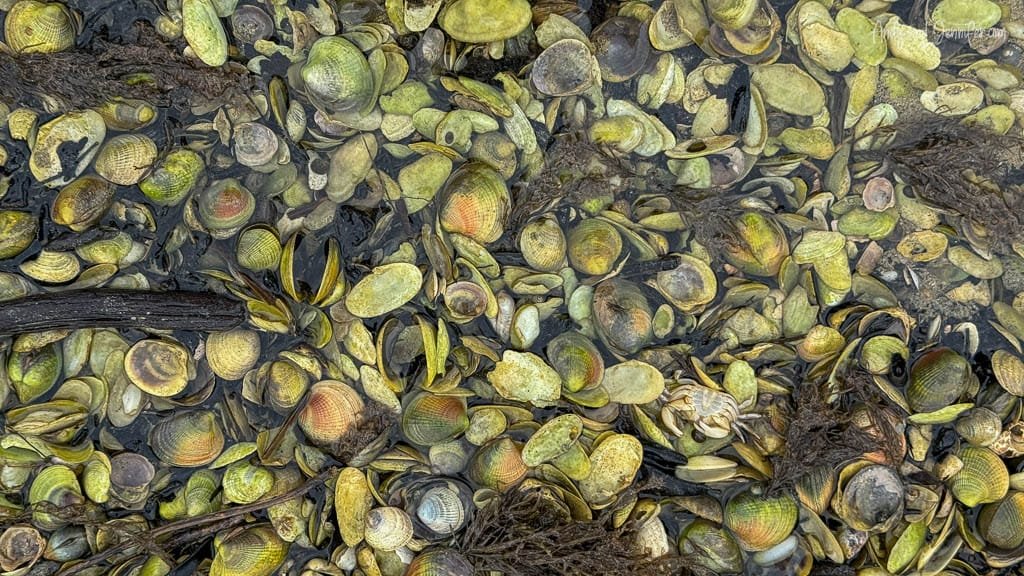 Cluster of seashells and crab in shallow water