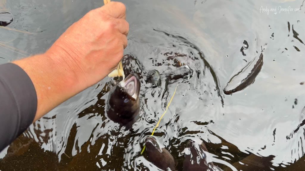 Hand feeding tame eel in freshwater stream