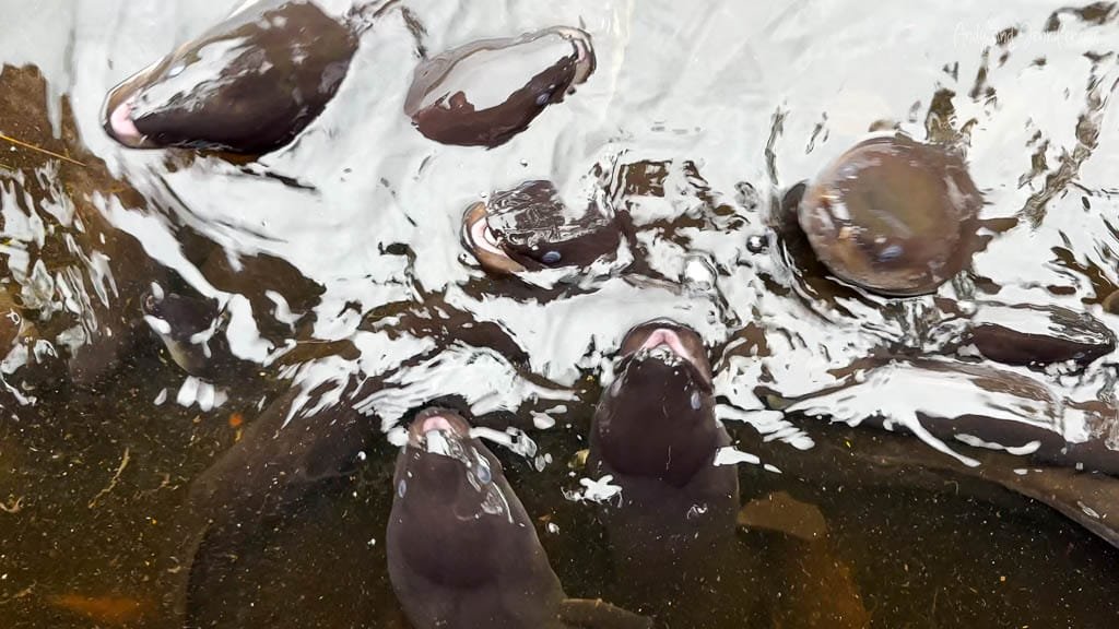 Group of tame eels surfacing in clear water