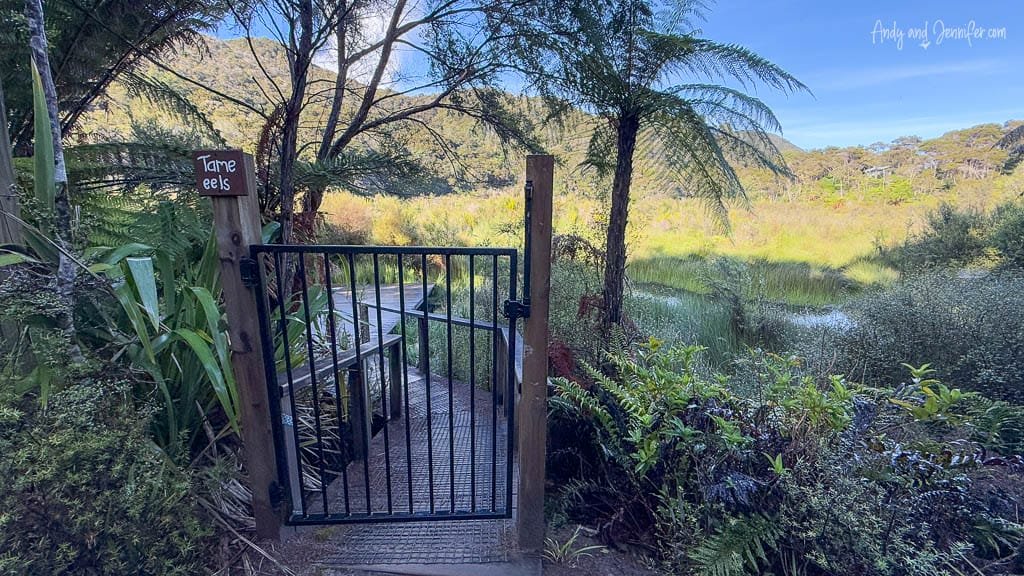Gate entrance to tame eel boardwalk in wetland