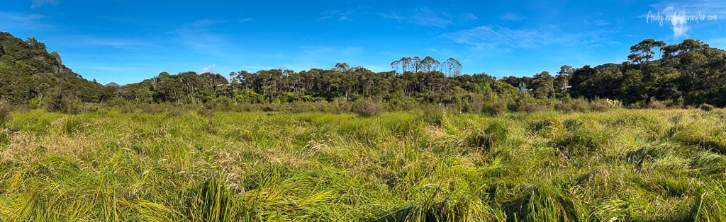 Lush green wetland with forest under blue sky