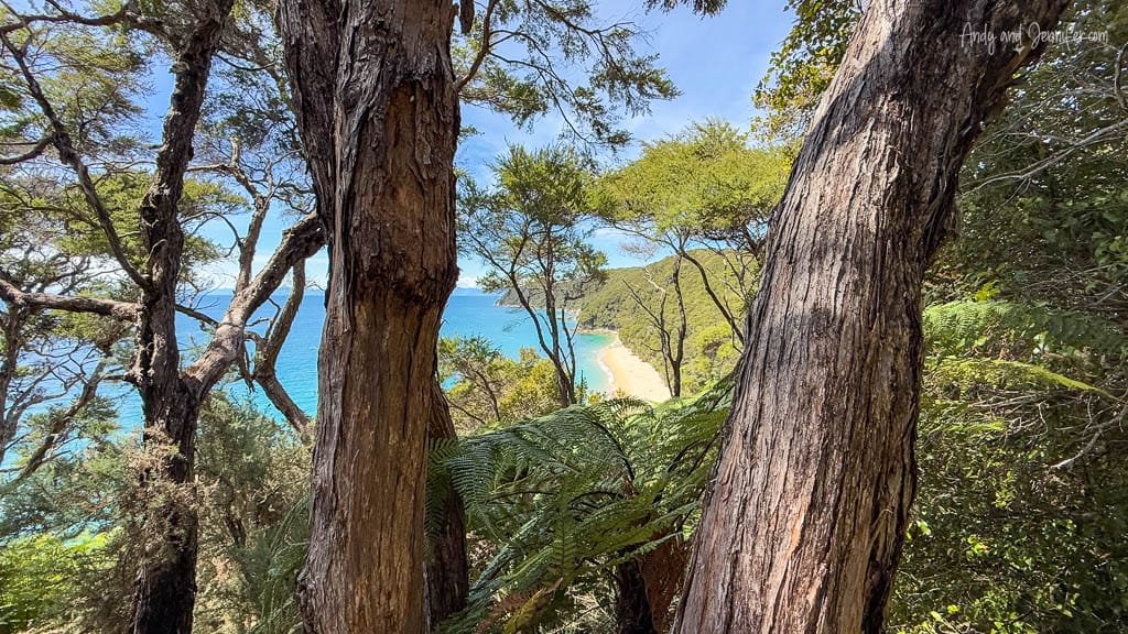Ocean bay view framed by native forest trees