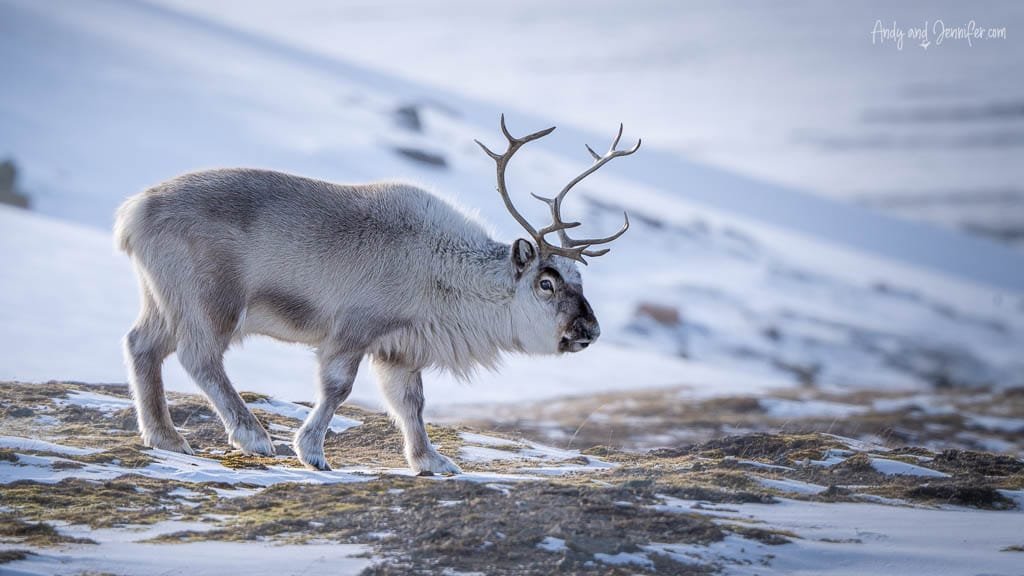 Svalbard reindeer standing on snowy tundra