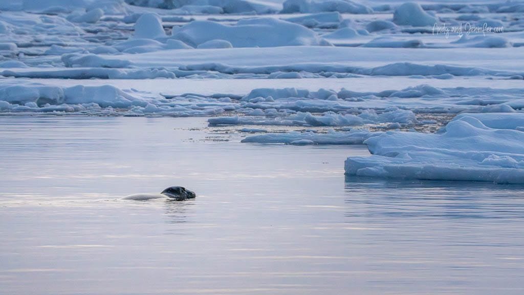 Seal swimming in icy Arctic waters at dusk