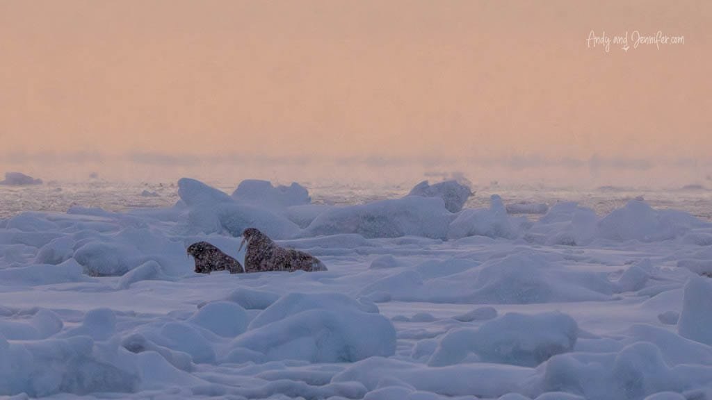 Walruses on icy Arctic shore at sunset