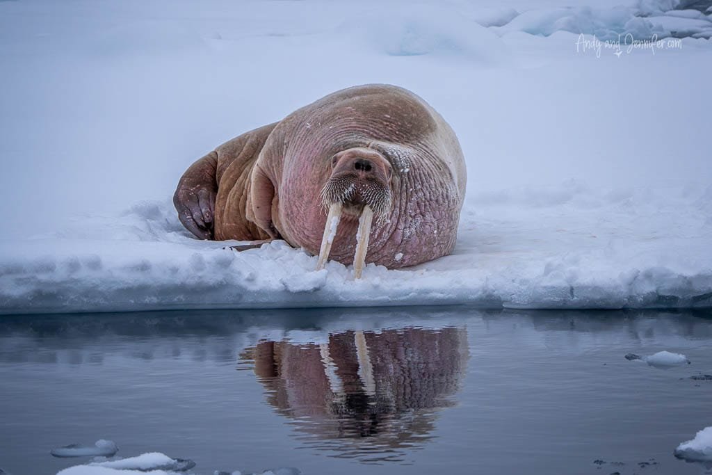 Walrus lying on ice beside arctic water