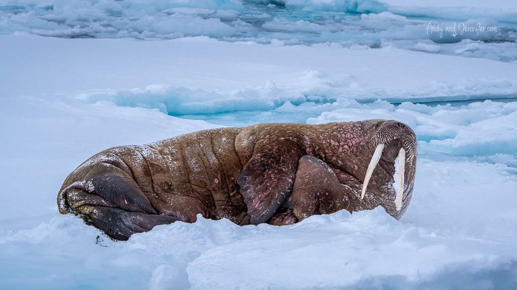 Walrus reclining on arctic ice sheet