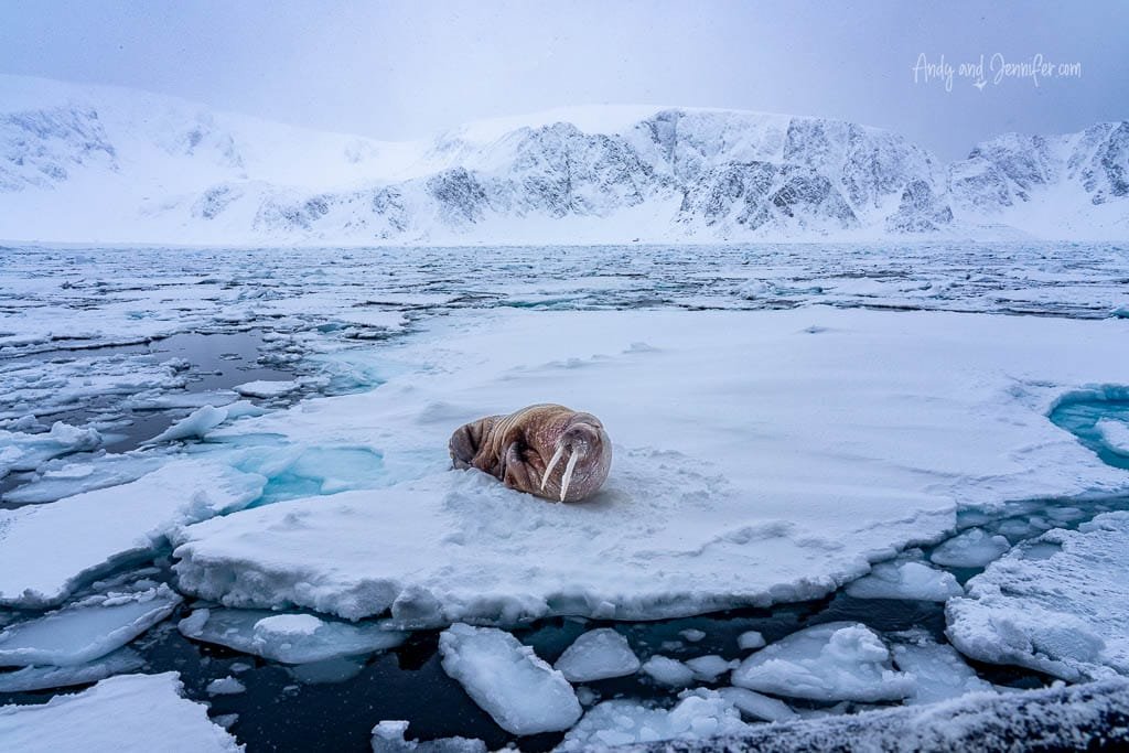 Walrus resting on ice floe near snowy cliffs