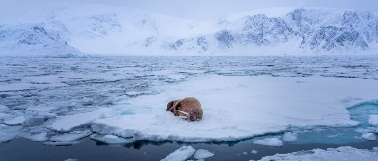 Walrus sleeping on drifting Arctic ice floe