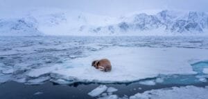 Walrus sleeping on drifting Arctic ice floe