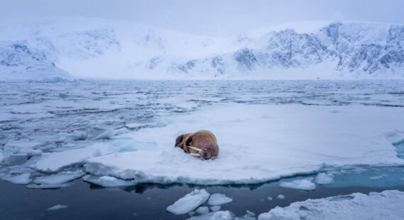 Walrus sleeping on drifting Arctic ice floe