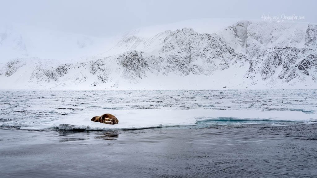 Walrus lying alone on floating Arctic ice