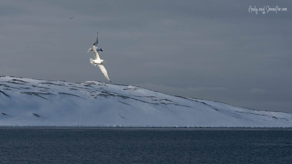 Birds of Svalbard: Kittiwakes fighting midair over snowy coast