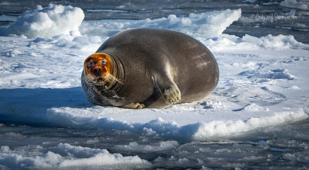 Seal lying on icy Arctic surface