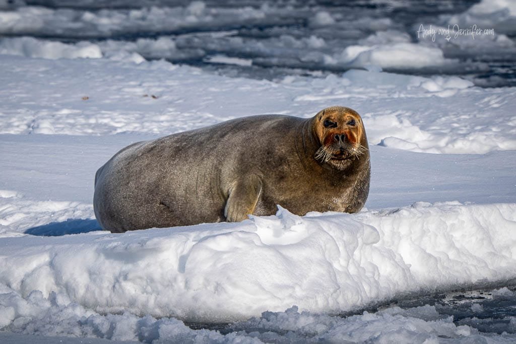 Seal resting on snow in sunlight