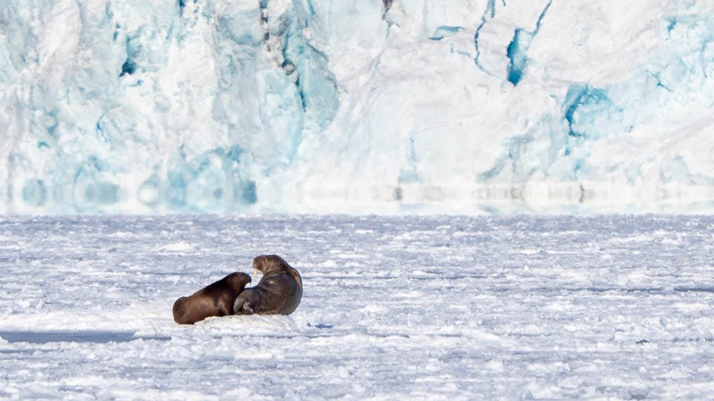 Two walruses lounging on the ice in front of a blue glacier