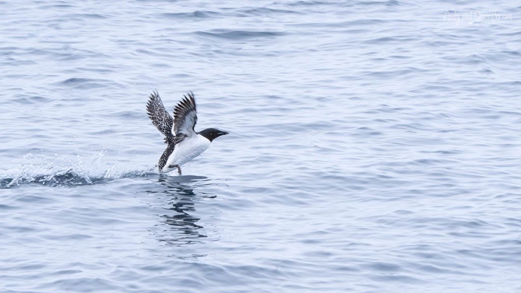 Birds of Svalbard: Brünnich’s guillemot running on Arctic water