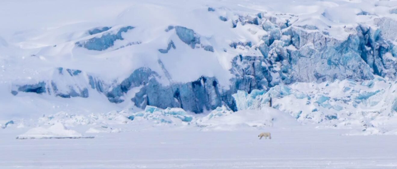 Polar bear walking across icy Arctic glacier field