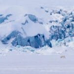 Polar bear walking across icy Arctic glacier field