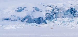Polar bear walking across icy Arctic glacier field