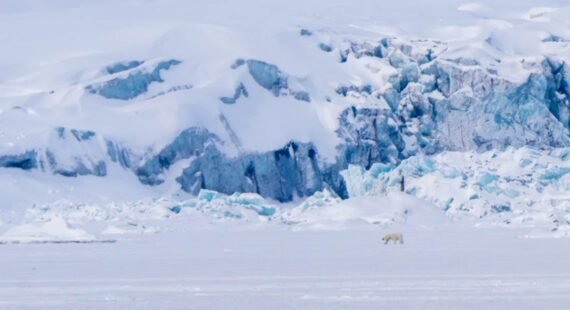 Polar bear walking across icy Arctic glacier field