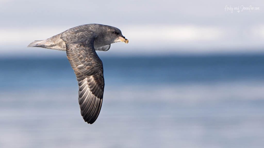 Dark morph Northern Fulmar gliding at sea