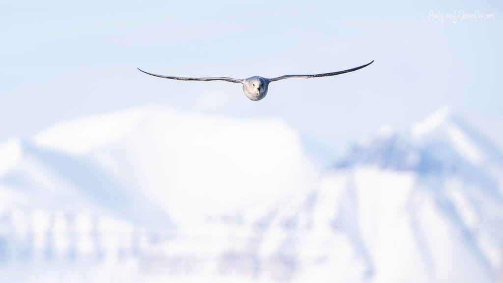 Pale Northern Fulmar flying toward camera