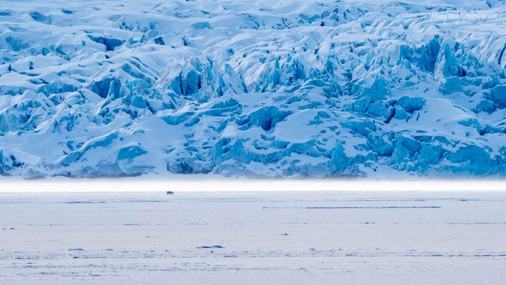 Polar bear beneath towering icy glacier wall